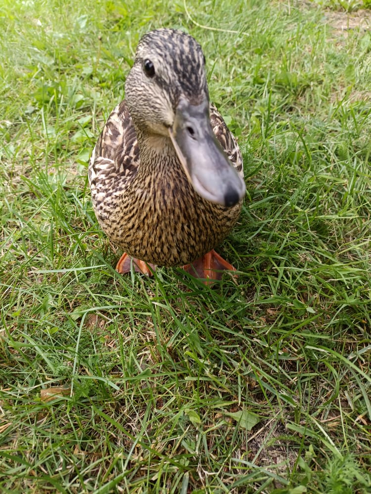 Tierischer Besuch