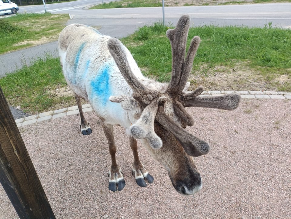 Rentier in Inari