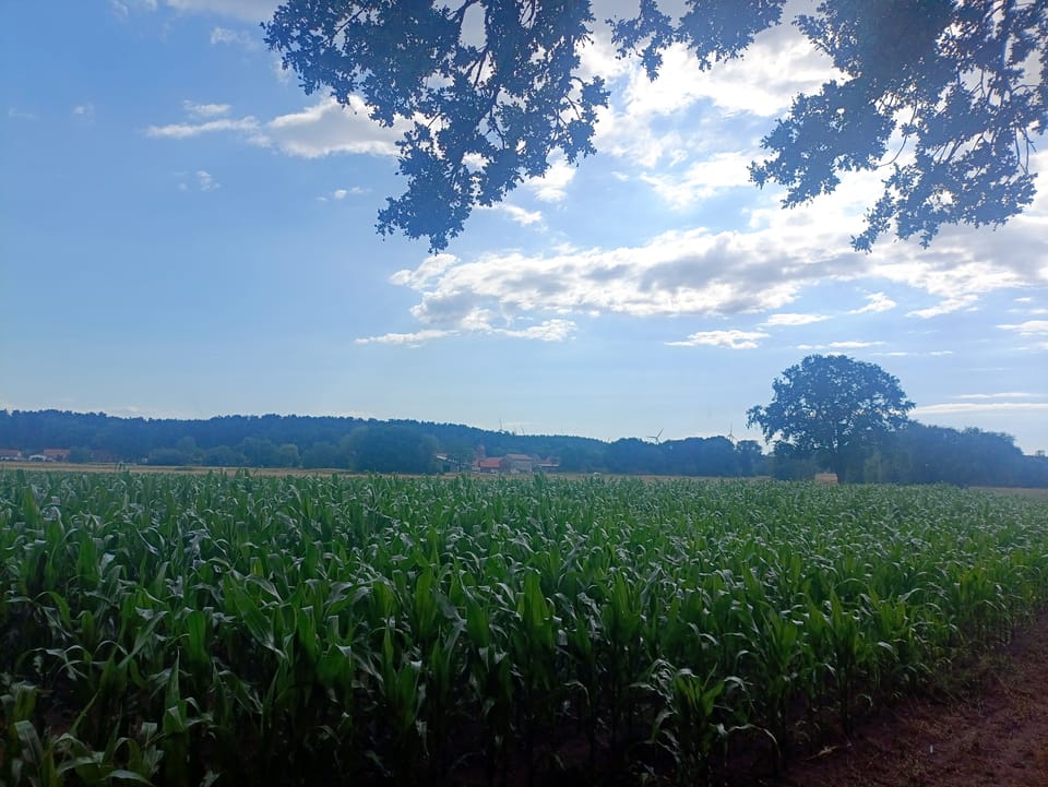 Nach dem Gewitter