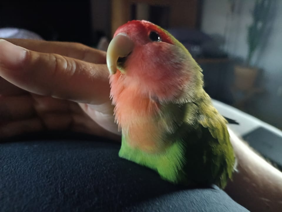 Auf den Vogel gekommen